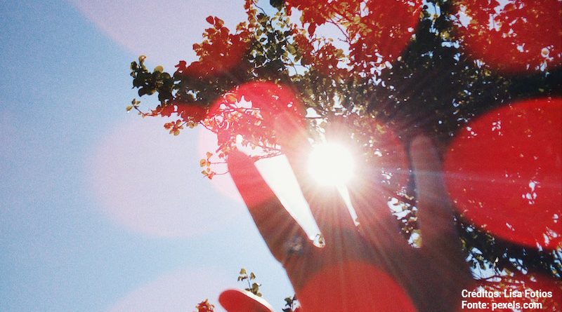 Sol incidindo sobre árvore e mão - Foto por Lisa Fotios